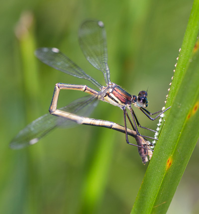 Synlestes weyersii